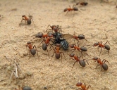四害消殺：螞蟻防治