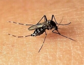 四害消殺：蚊子防治